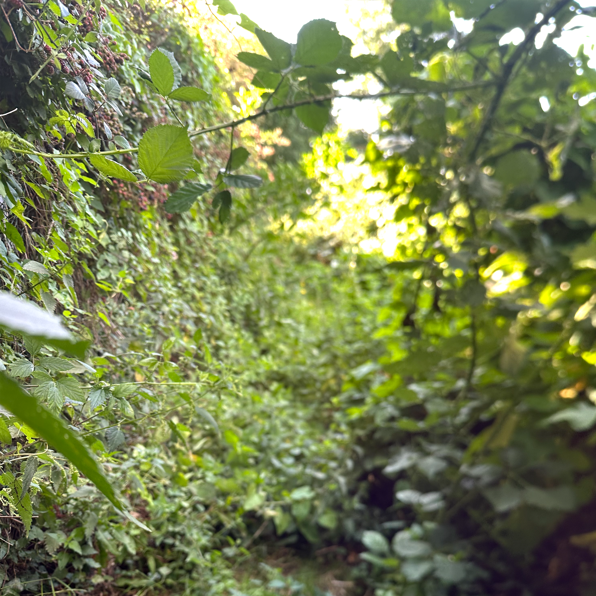 Featured image for “400 Days – The Path Ahead”